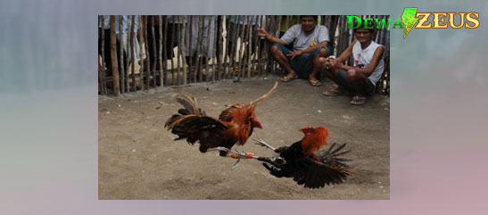 Titik Pukulan Fatal Ayam Aduan Sanggup Buat Lawan Tewas