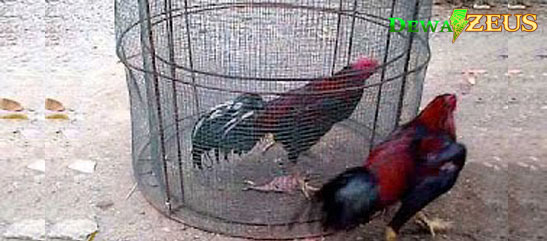 Cara Melatih Pernafasan Ayam Aduan Bangkok