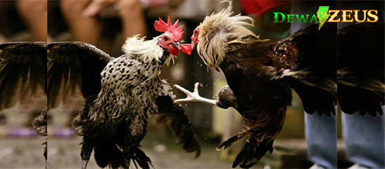 Cara Melatih Ayam Aduan Menjadi Kebal Tahan pukulan