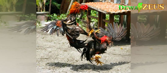 Pakan Ayam Aduan Bangkok