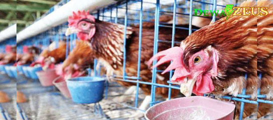 Pemberian Pakan Makanan Yang Tepat Pada Ayam Bangkok