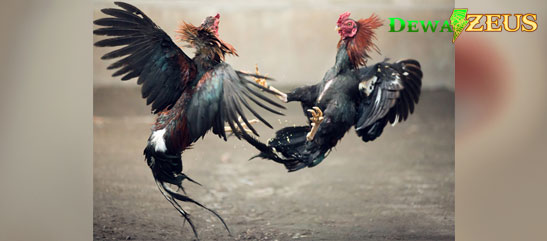 Cara Melatih Keagresifan Ayam Bangkok Aduan