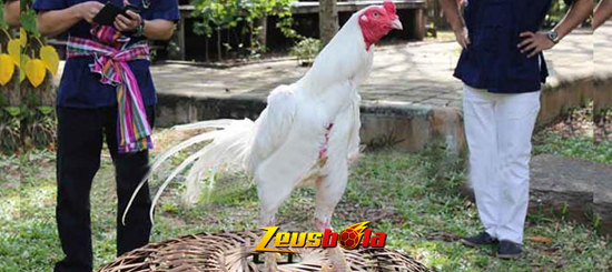 Ayam Putih Kinantan Asli