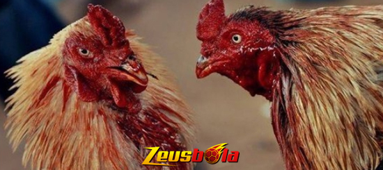 Bagian Fatal Ayam Aduan Jika Terkena Serangan