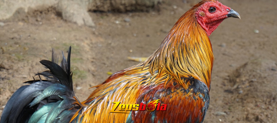 Keunggulan Ayam Peru Asli