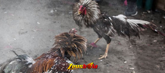 Kelemahan Ayam Bangkok Aduan Sebelum Bertarung