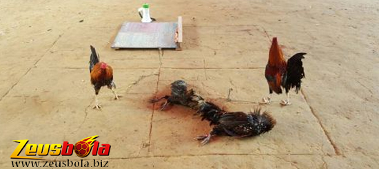 Situs Agen Sabung Ayam Sv388 Terpercaya Indonesia