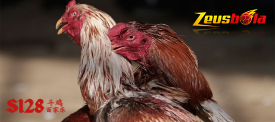 Sabung Ayam Digmaan Filipina Terpercaya Di Indonesia